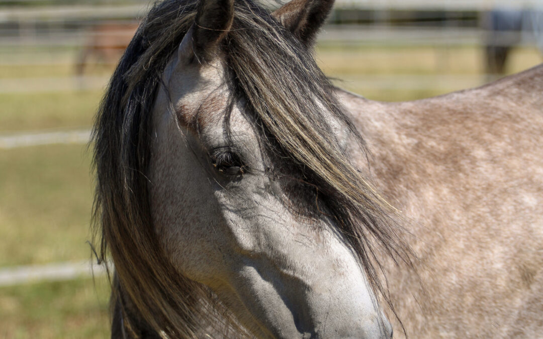 Rasta