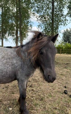 Olympe
